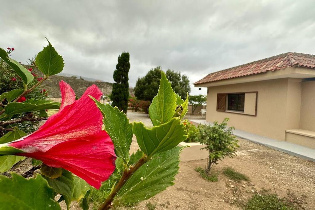 Peaceful Oasis With Magical Sea Views And A Pool Villa Santa Cruz de Tenerife Buitenkant foto
